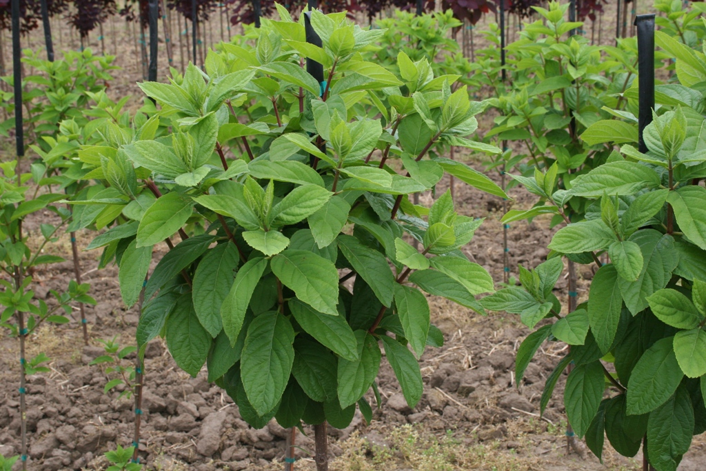 Hydrangea paniculata 'Grandiflora'