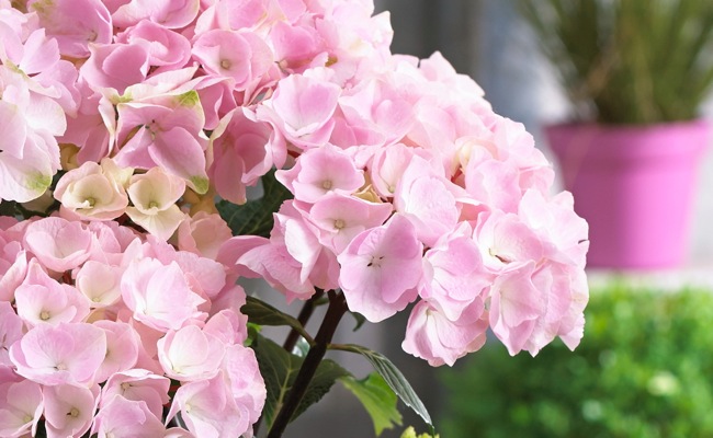 Onyx™ Flamingo Hydrangea