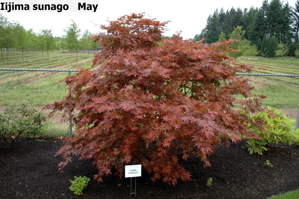 Acer palmatum 'Iijima Sunago'