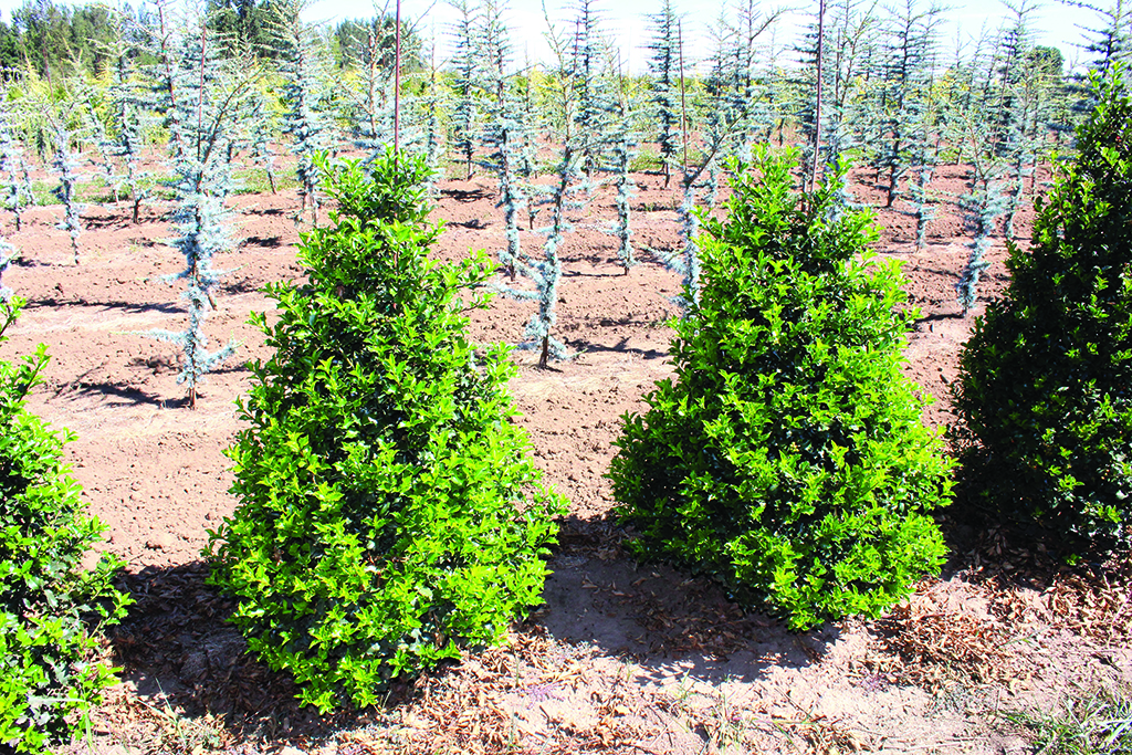 Ilex x meserveae 'Blue Prince'