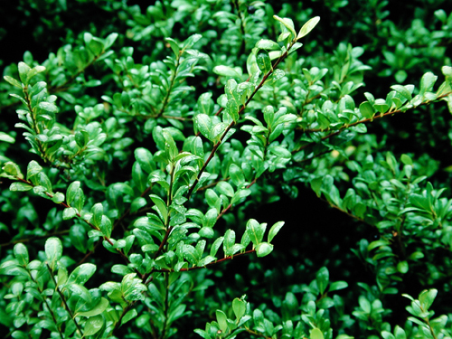 Ilex crenata 'Convexa'