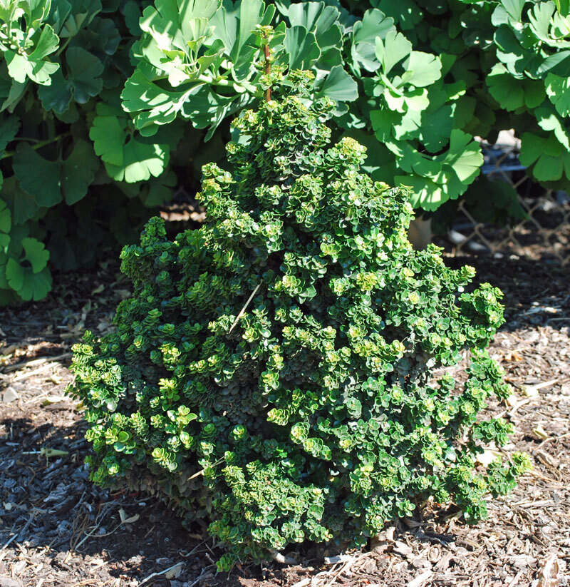 Ilex crenata 'Dwarf Pagoda' (Photo: Eshraghi Nursery)