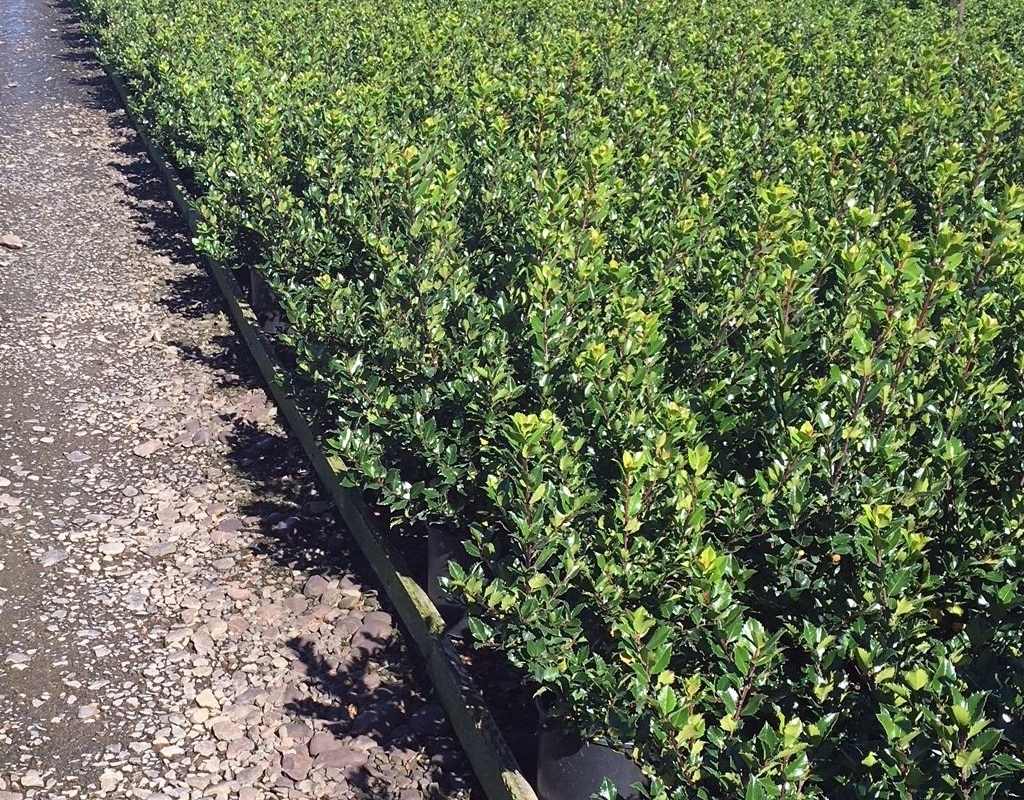 Ilex x meserveae 'Blue Maid'