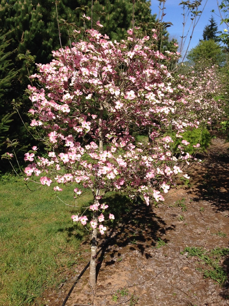 Cornus florida 'Comco No. 1' PP10166