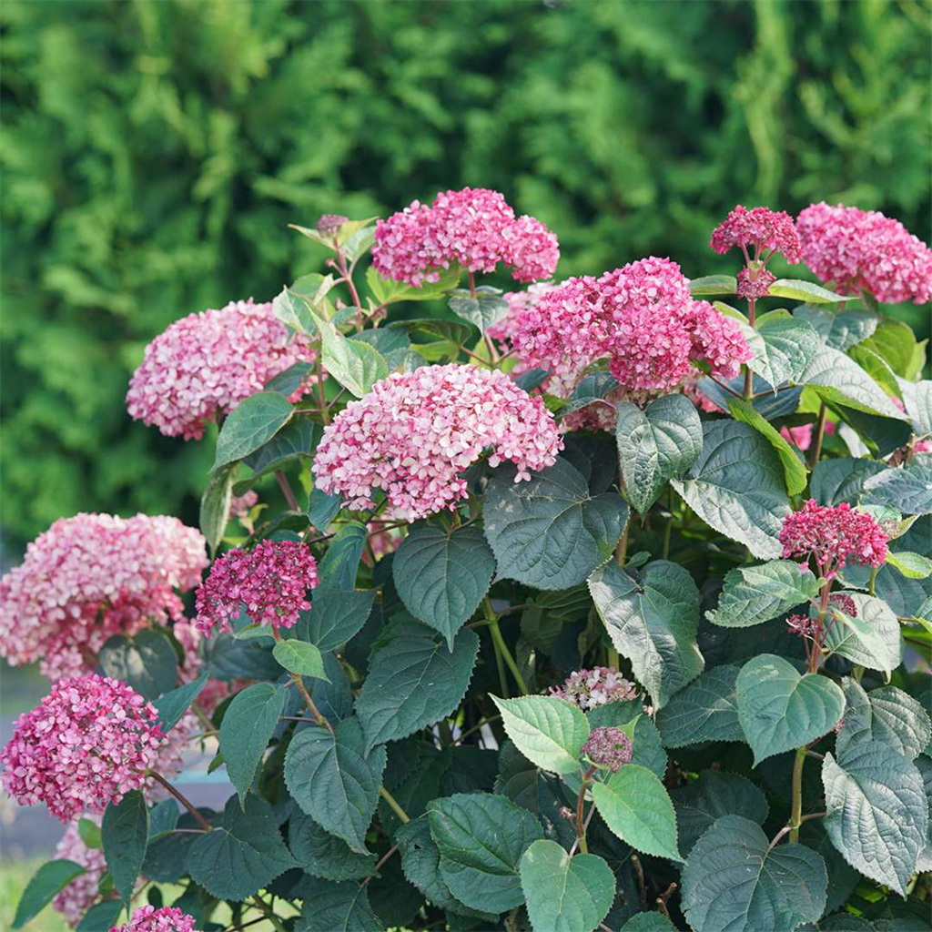 Invincibelle Garnetta® Smooth Hydrangea
