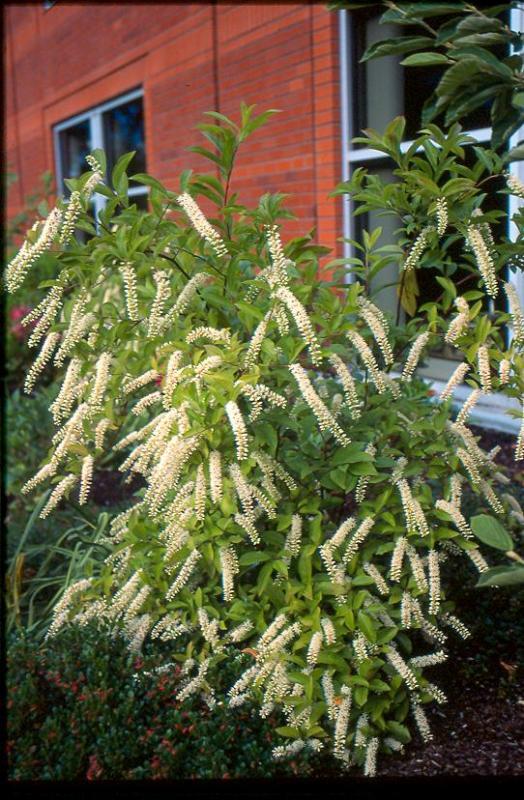 Itea virginica 'Merlot'