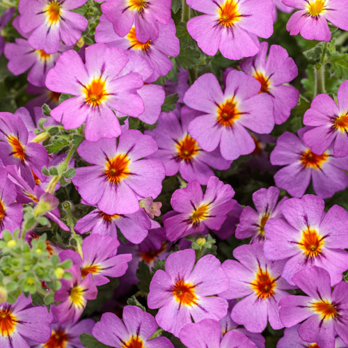 Safari® Dusk™ South African Phlox