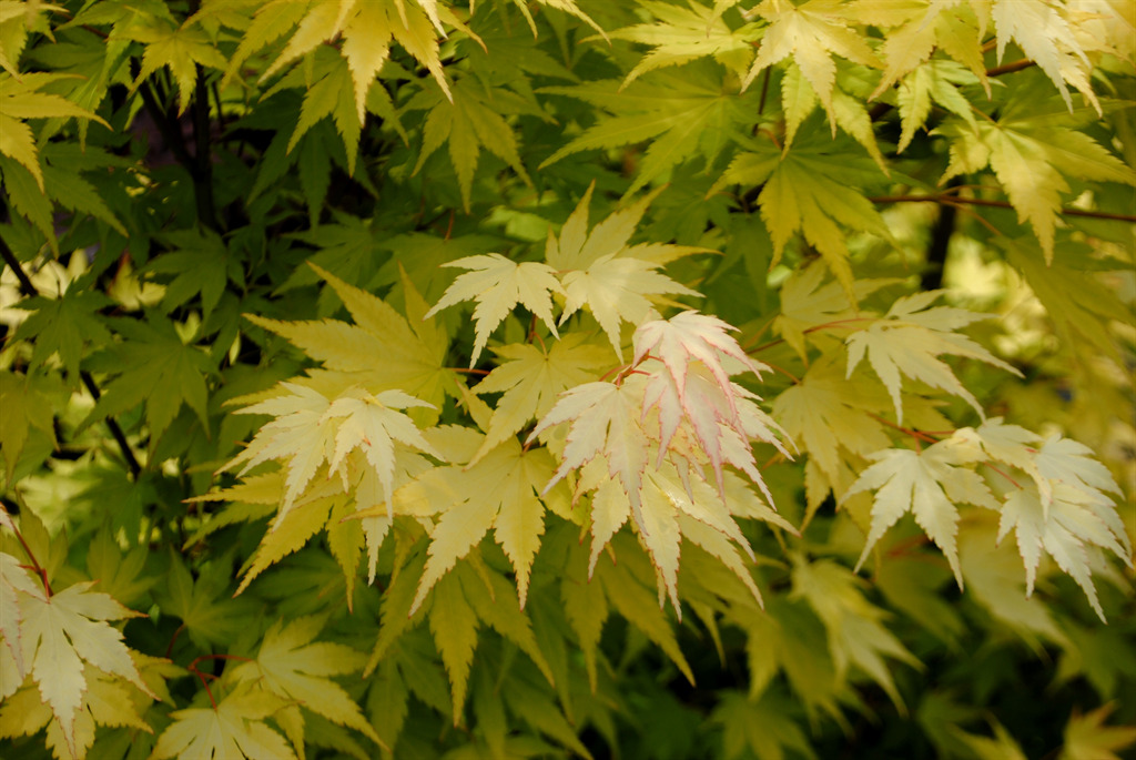 Acer shirasawanum 'Jordan'
