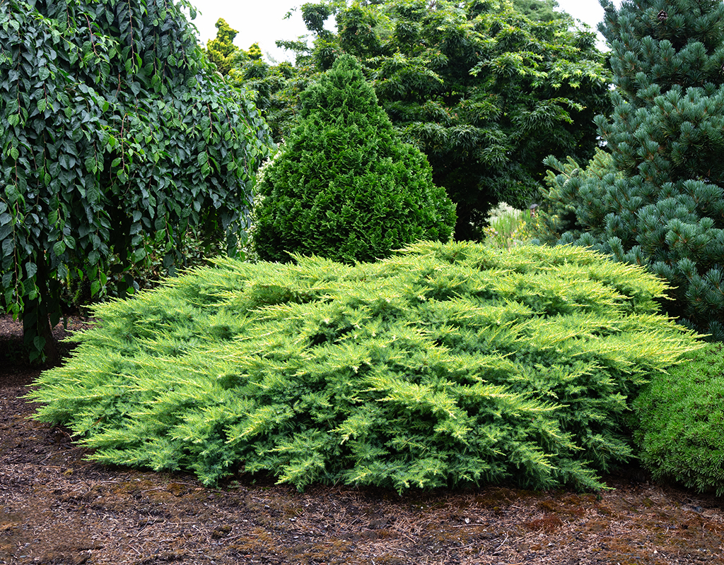 Juniperus x media 'Daub's Frosted' courtesy of Iseli Nursery