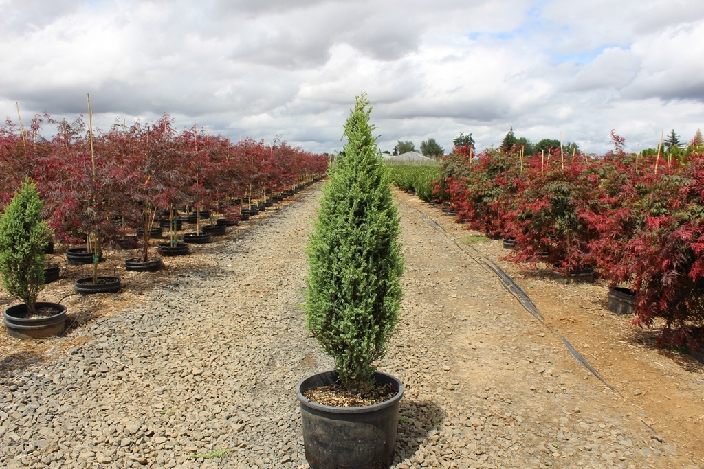 Juniperus communis 'Pencil Point'
