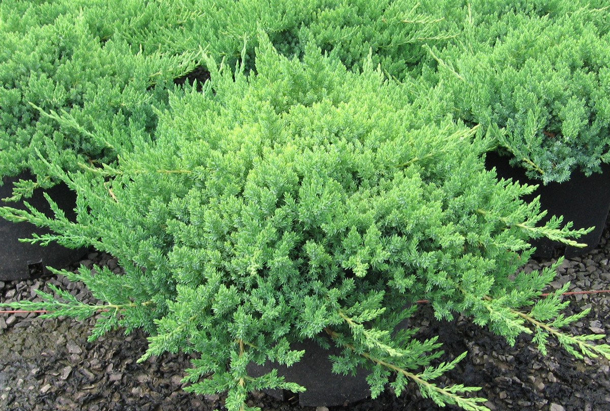 Juniperus procumbens 'Nana'