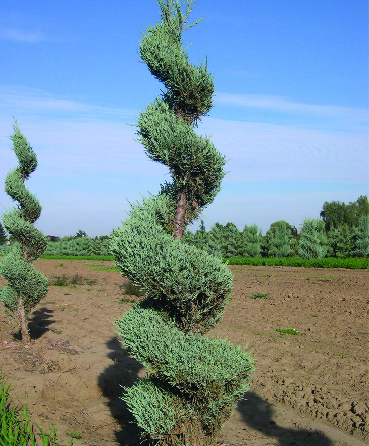 Juniperus scopulorum 'Moonglow' Spiral