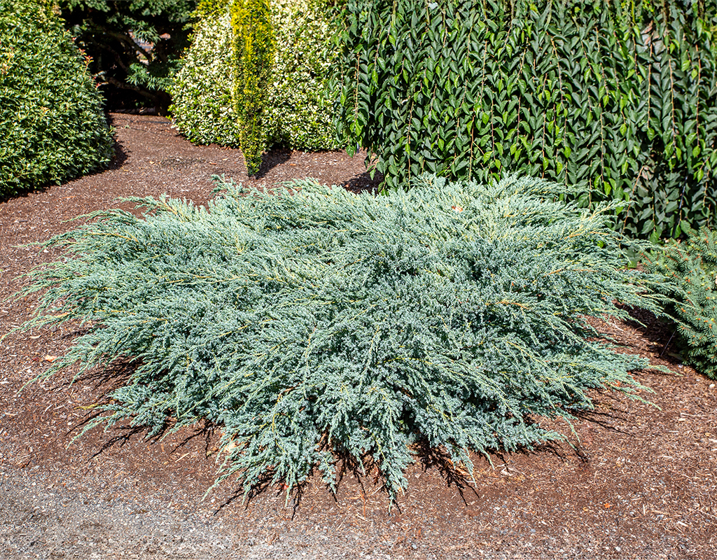 Juniperus squamata 'Blue Carpet' courtesy of Iseli Nursery