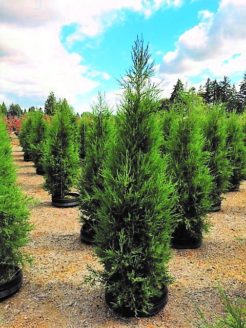 Juniperus virginiana 'Taylor'