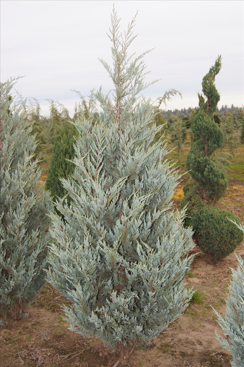 Juniperus scopulorum 'Moonglow'