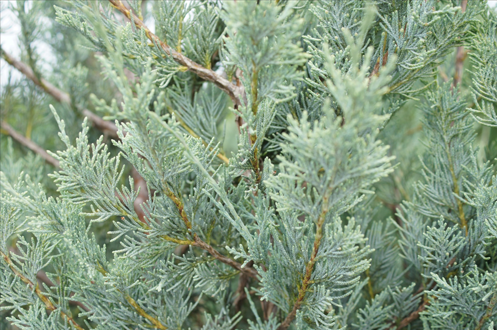 Juniperus scopulorum 'Wichita Blue'