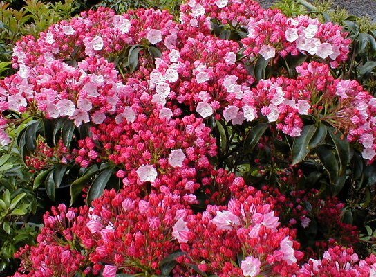 Kalmia Latifolia
