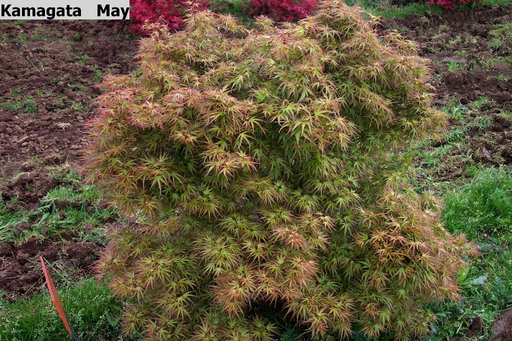 Acer palmatum 'Kamagata'