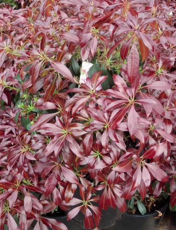 Pieris Katsura