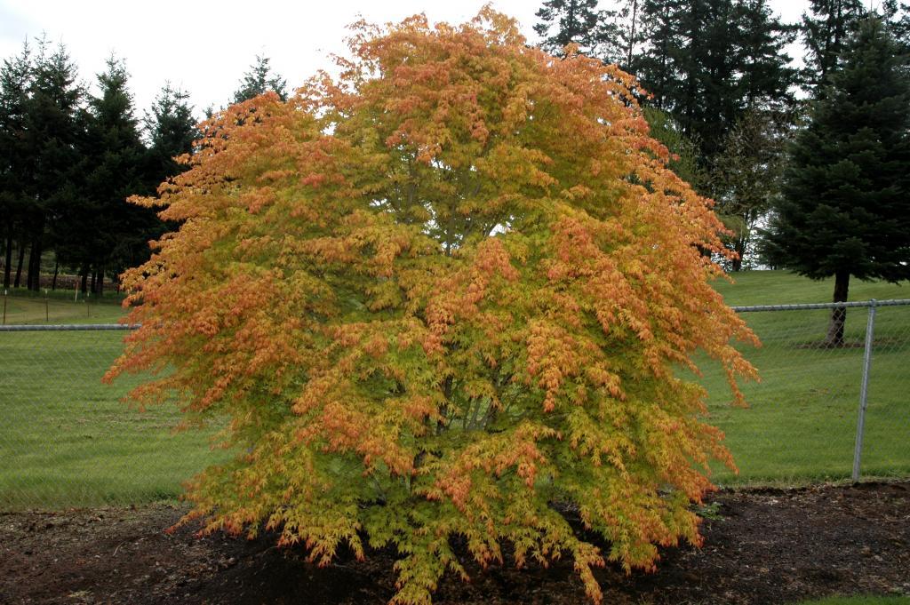 Acer palmatum 'Katsura'