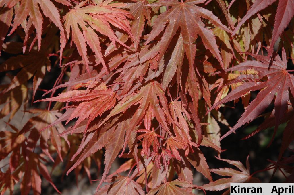 Acer palmatum 'Kinran'
