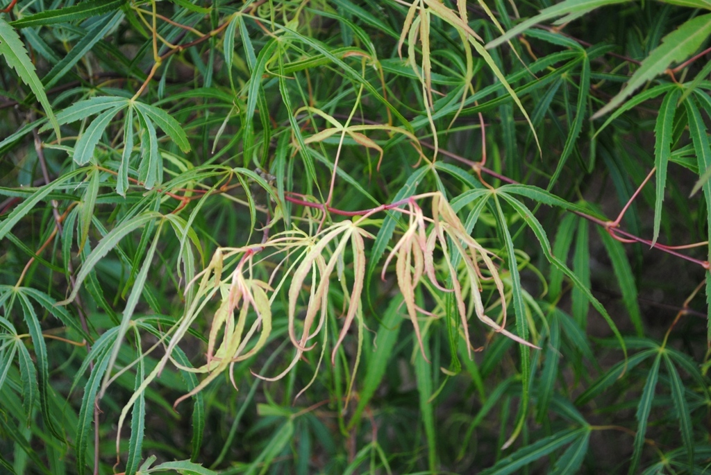 Acer palmatum 'Kinshi'