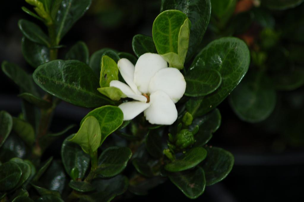 Hardy Gardenia Kleim's Hardy