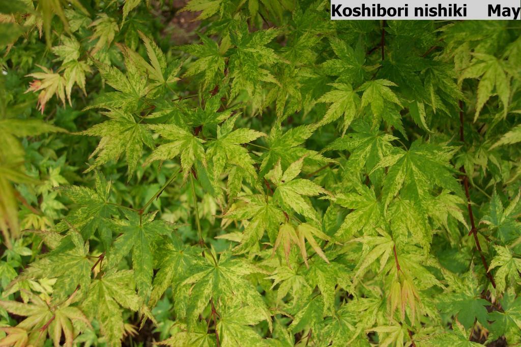 Acer palmatum 'Koshibori-nishiki'