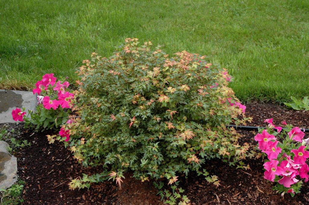 Acer palmatum 'Koto-maru'