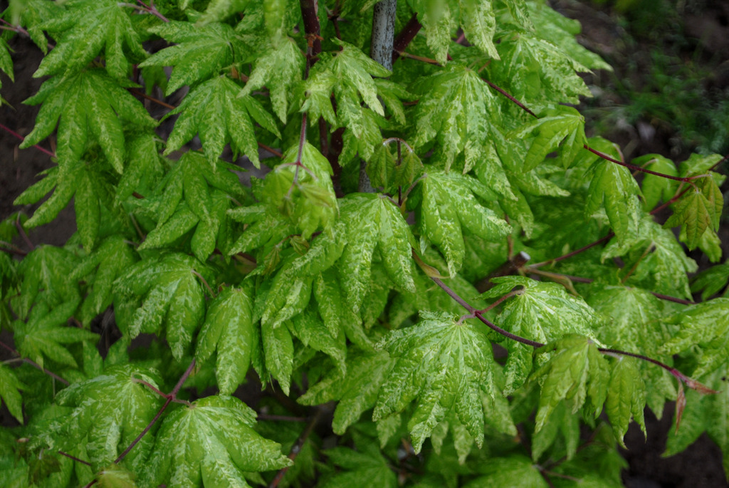 Acer sieboldianum' Kumoi nishiki'