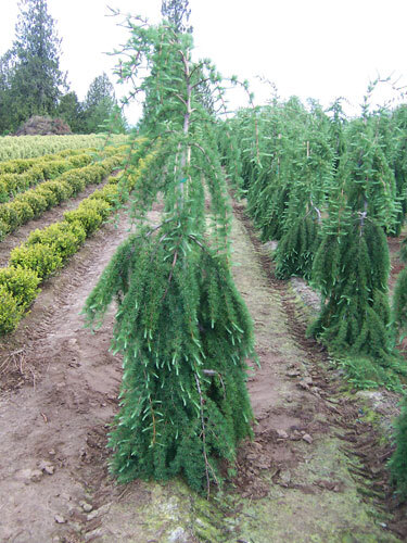  Larix decidua 'Pendula'