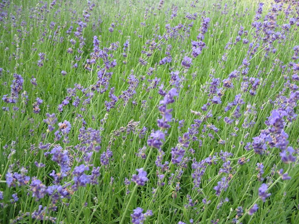Lavandula angustifolia Munstead