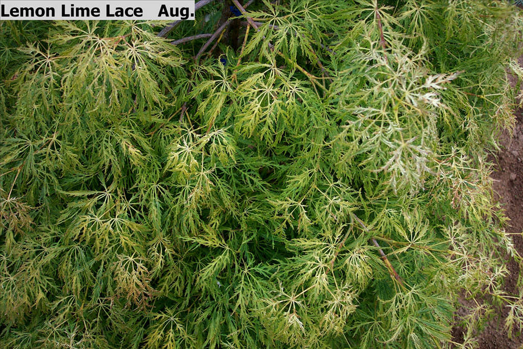 Acer palmatum var. dissectum 'Lemon Lime Lace'