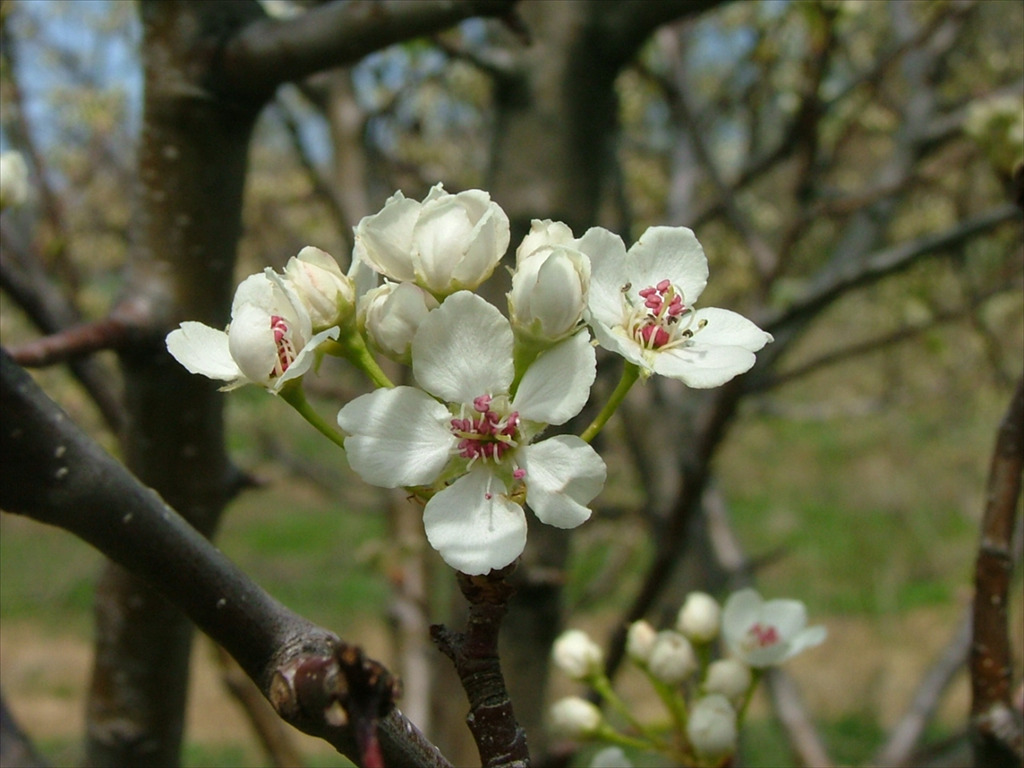 Pyrus calleryana 'Lililzam'