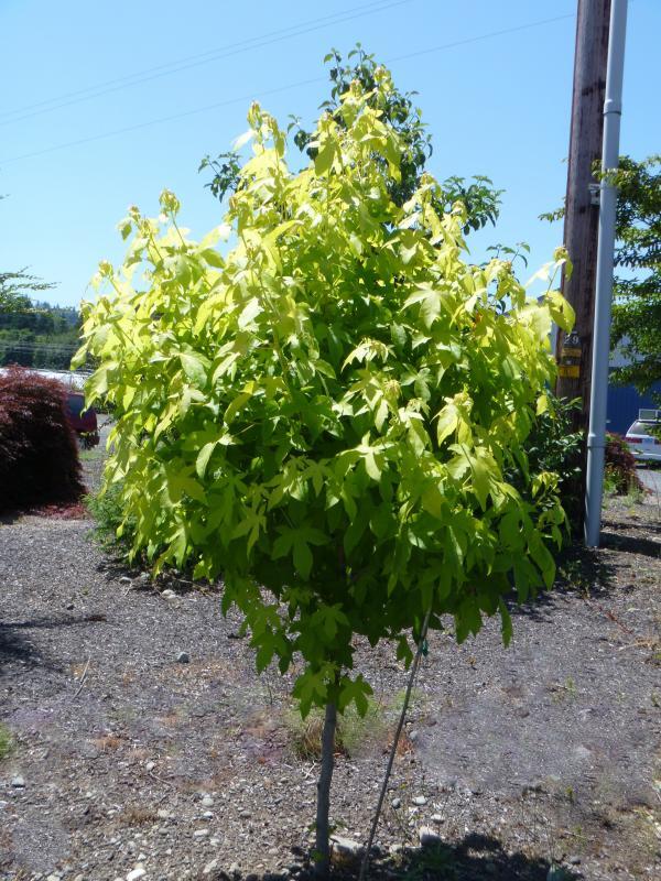 Liquidambar styraciflua 'Gold Beacon' PPAF