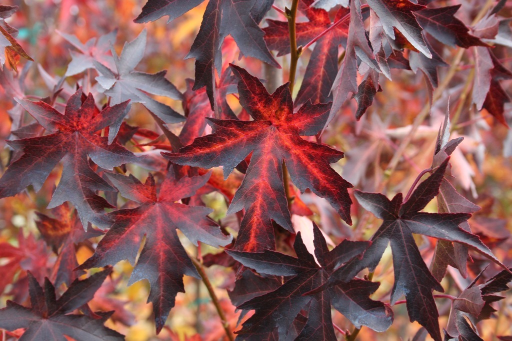 Liquidambar styraciflua 'Worplesdon'