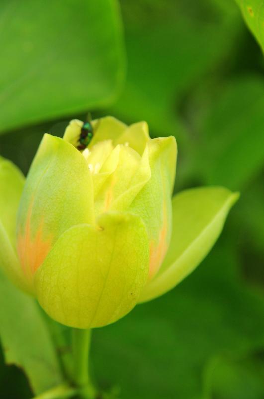Liriodendron tulipifera