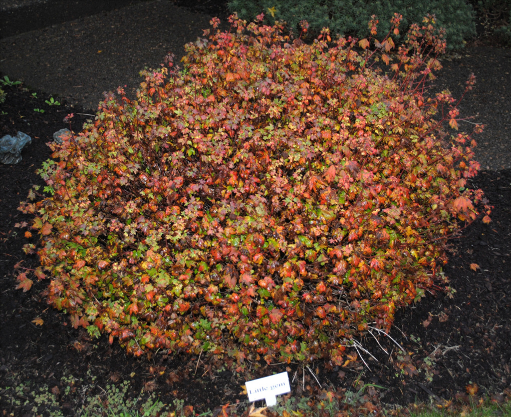 Acer circinatum 'Little Gem'