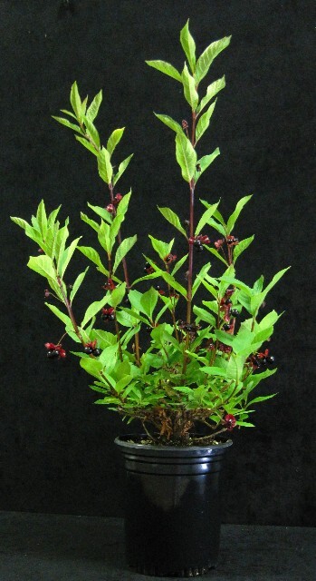 Lonicera involucrata