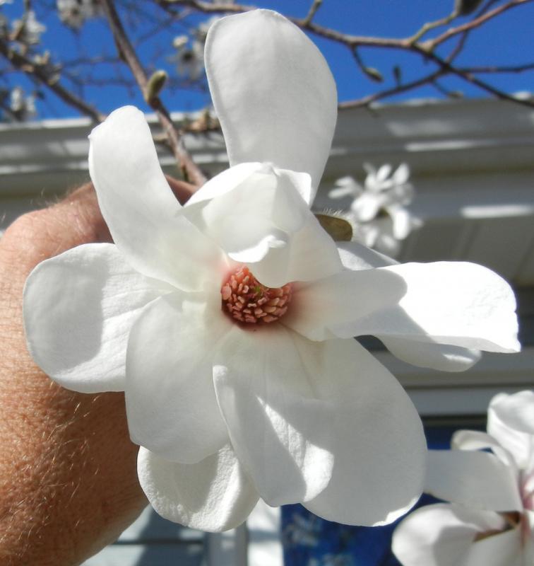 Magnolia x loebneri 'Ruth'