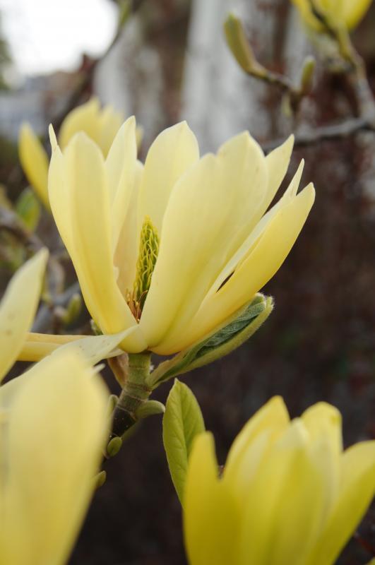 Magnolia 'Butterflies'