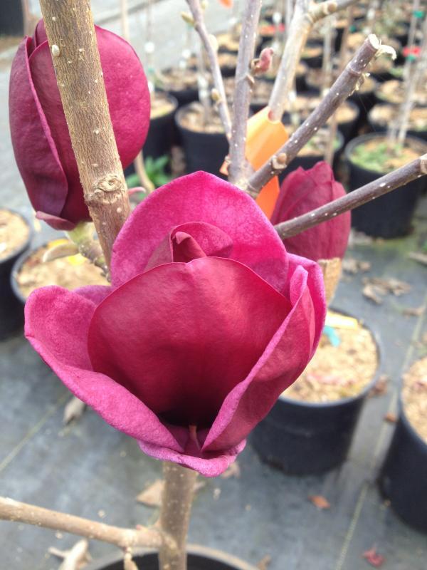 Magnolia 'Genie' PP20748