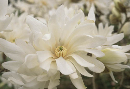 Magnolia stellata 'Waterlily'