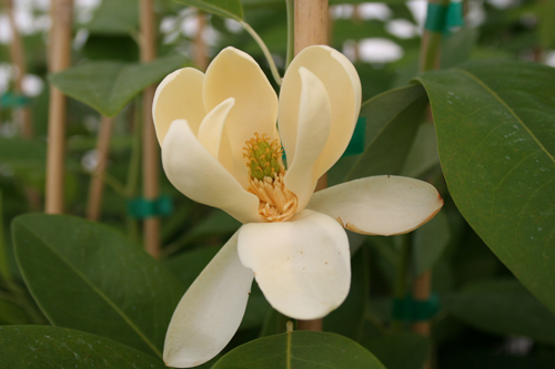 Magnolia virginiana 'Wilson'
