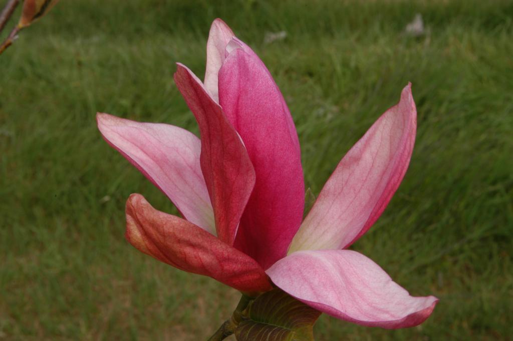 Magnolia x 'Daybreak'