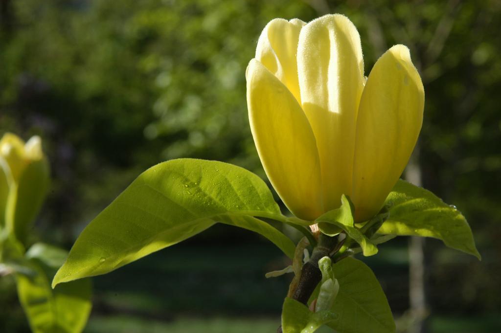 Magnolia x brooklynensis 'Yellow Bird'