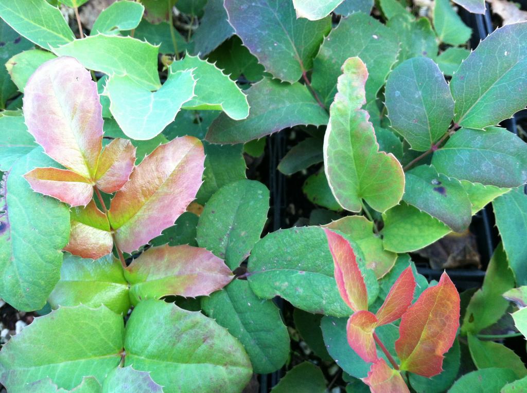 Mahonia repens