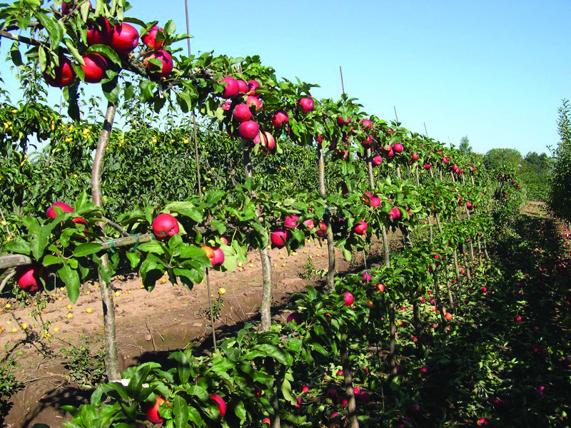 Espalier Apple