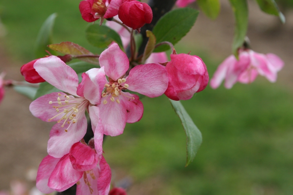 Malus floribunda