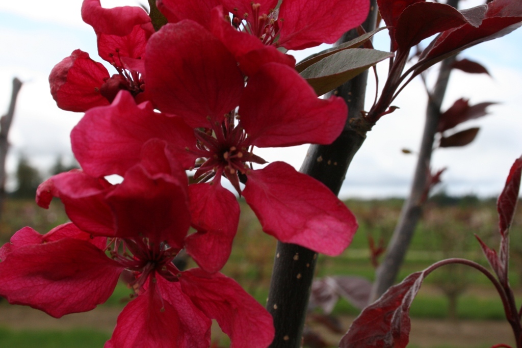Malus 'Profusion'